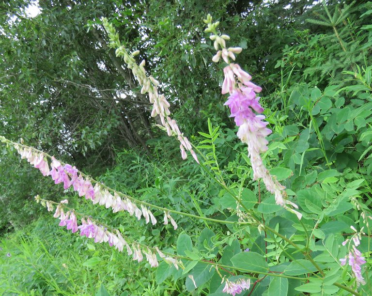 beautiful blooms of vetch flowers.JPG