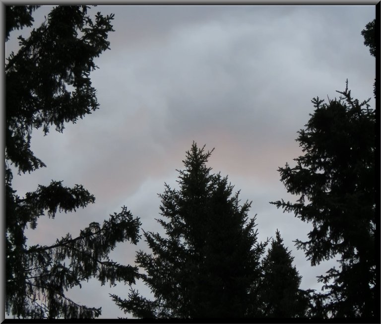 rings of pink white and bluish grey over tree tops from sunrise.JPG