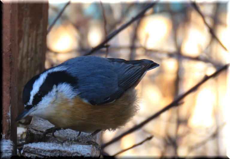 close up red breasted nuthatch at corner of feeder.JPG