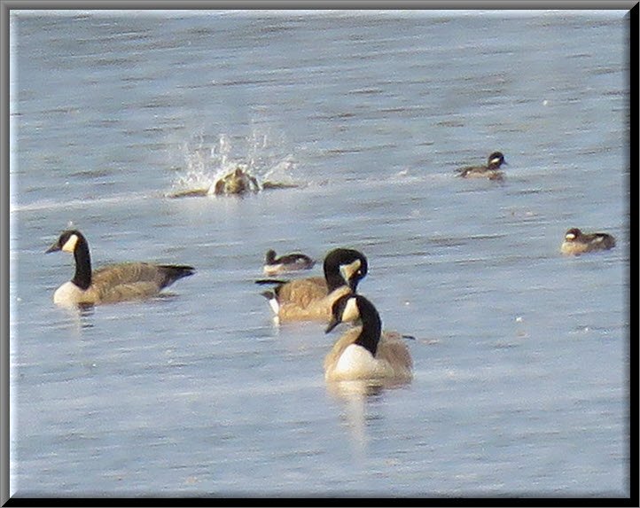 3 Canada geese and bufflehead ducks 1 splashing.JPG