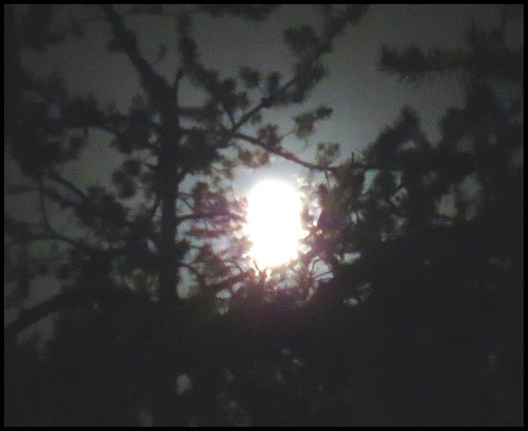 moon light from bright moon highlights pine branches.JPG
