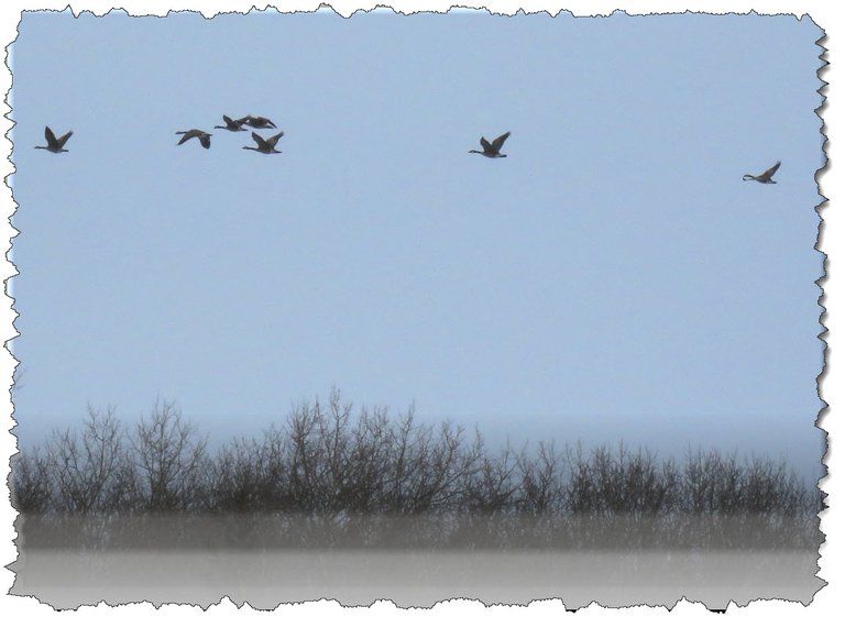 flock of geese flying over poplar tree tops.JPG
