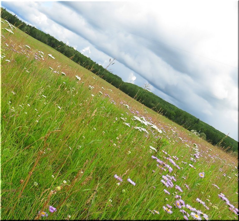 horizontal view wildflowers in the meadow fleabane in foreground.JPG