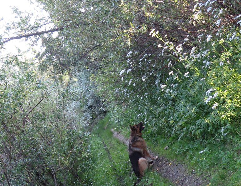 Bruno sitting on lane sunling beaming through willows valerian blossoms.JPG