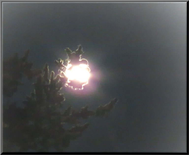 bright moon cupped in spruce branch with pink rays.JPG