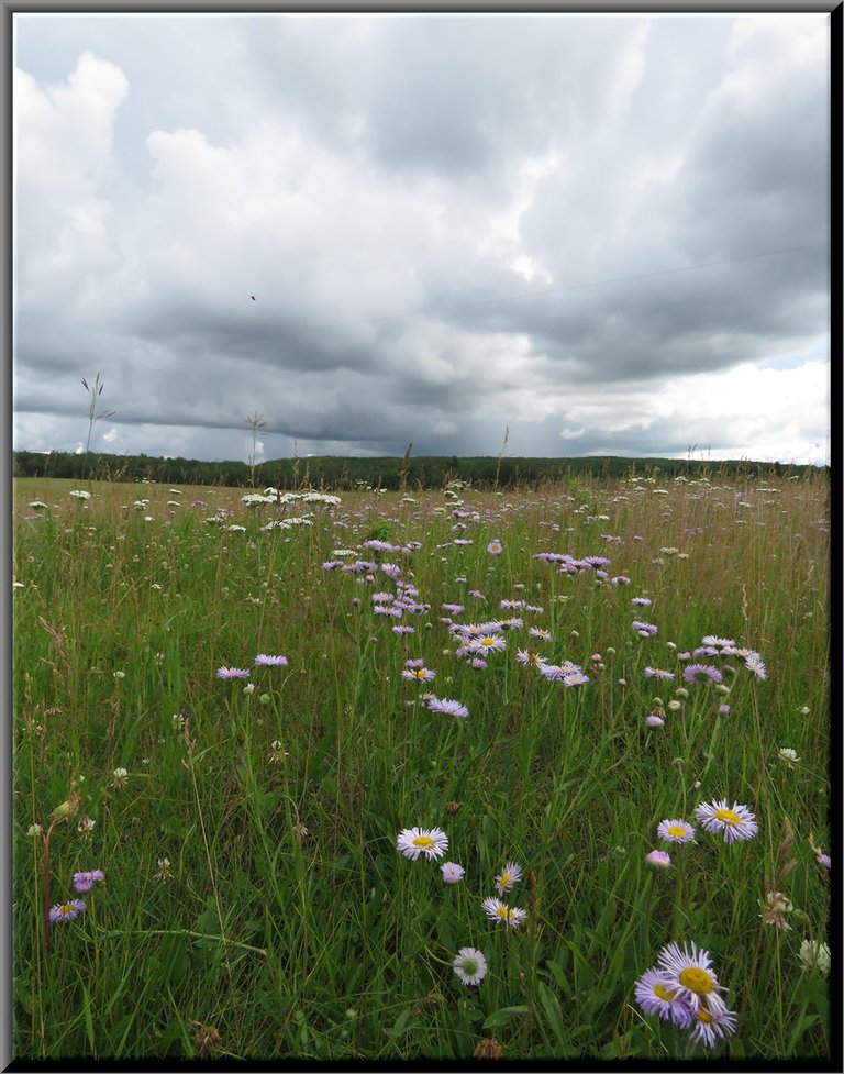 interesting cloud formation above wildflowers in the meadow.JPG