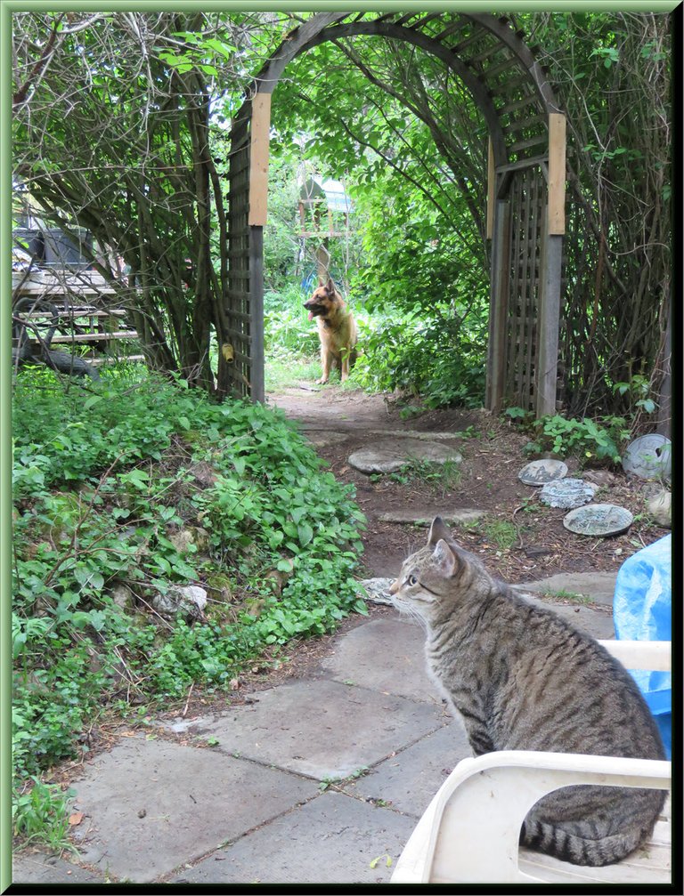 Bruno under arch JJ in front on chair looking sharp.JPG