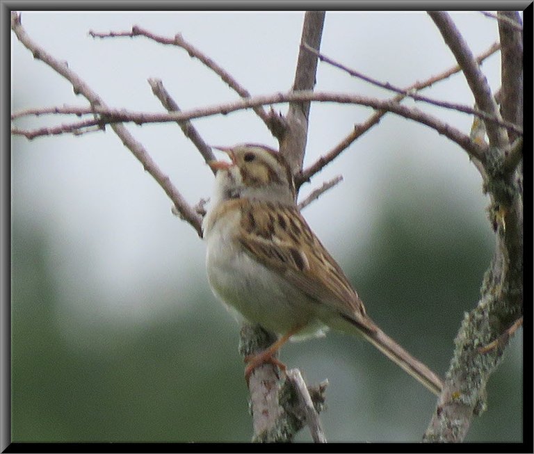 close up tree sparrow beak open singing.JPG