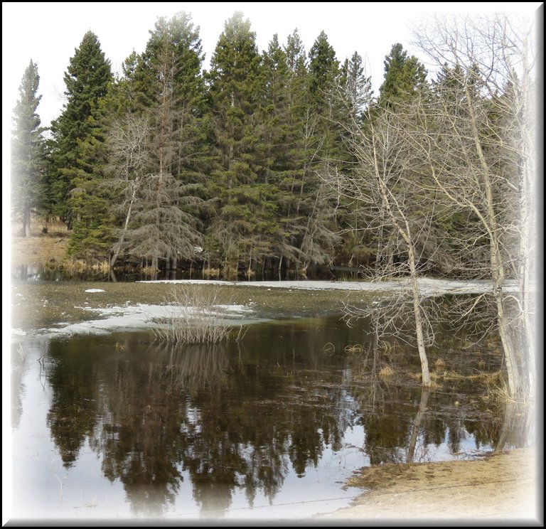 spruce trees reflected in the pond.JPG
