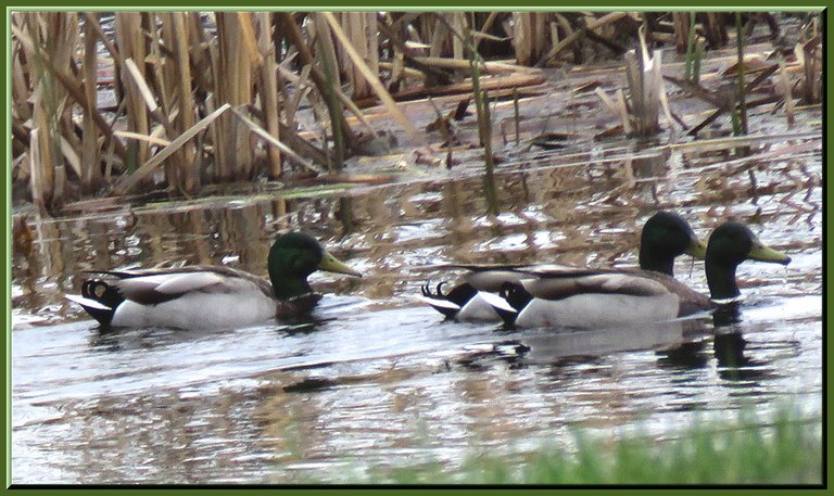 3 male mallard ducks swimming on the lake.JPG