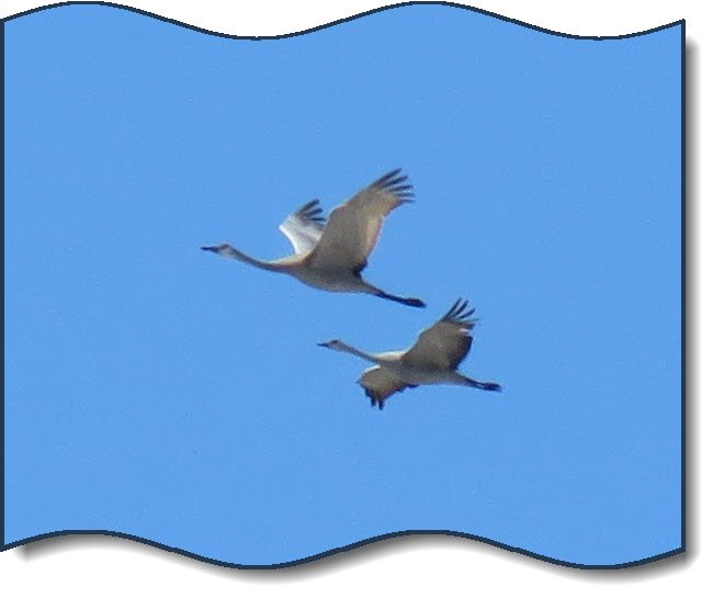 close up beautiful cranes in flight.JPG