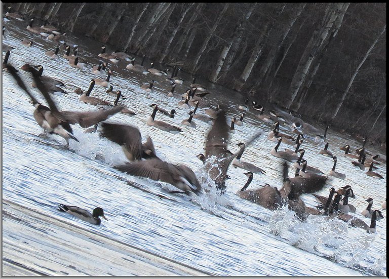 Canada Geese splashing down on water wings still spread.JPG