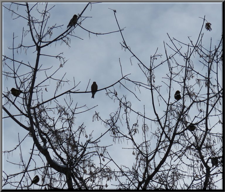 7 grosbeaks sitting in maple tree.JPG