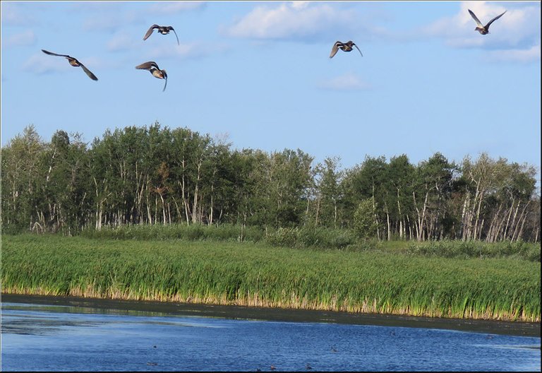 5 ducks coming in for a landing on the pond.JPG