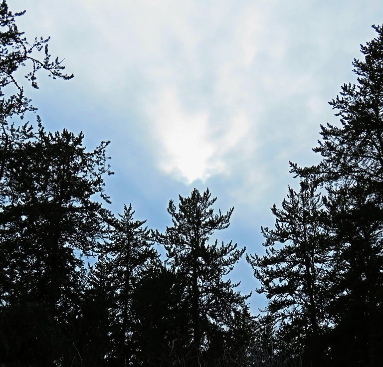 tree lines going into clouds and sun on top of pine tree.JPG