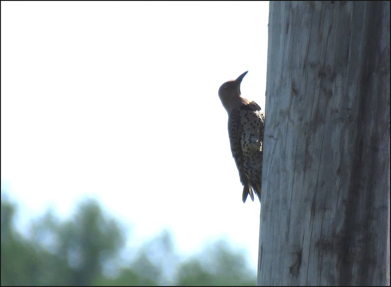 close flicker on side of pole.JPG