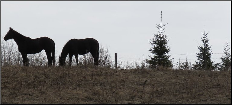 2 horse sisters on hilltop by spruce trees.JPG