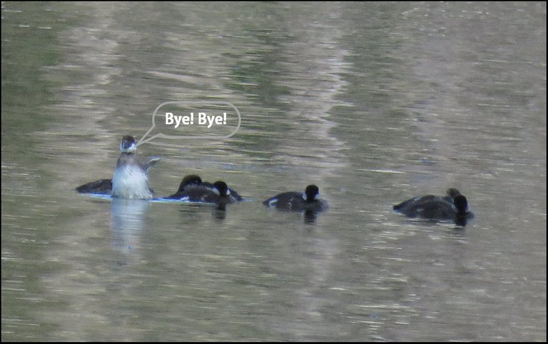 duckling wing out looks like its waving bye.JPG