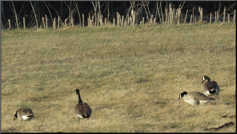 geese feeding in field.JPG