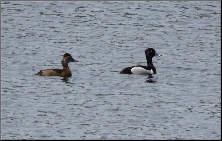 pair golden eye ducks swimming on pond.JPG