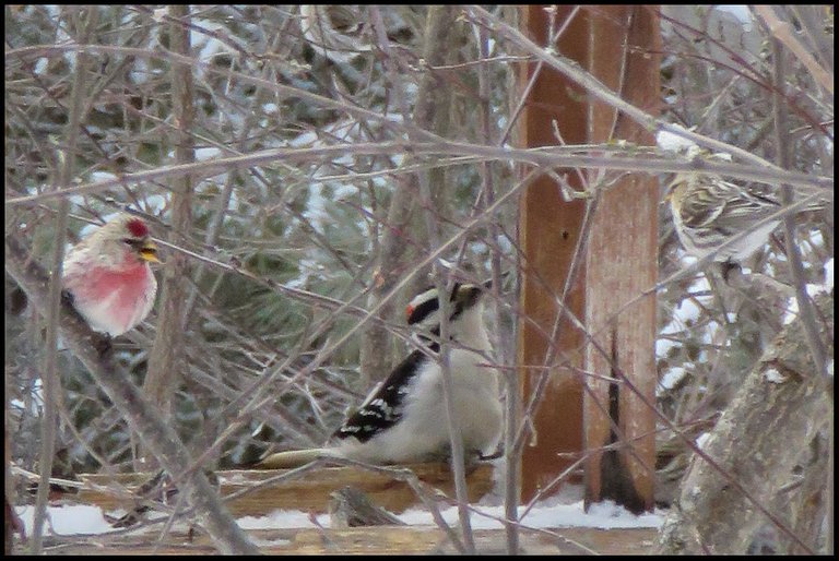 2 redpolls 1 chirping 1 woodpecker at feeder.JPG