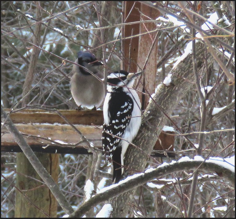 bluejay and woodpecker on snowy feeder.JPG