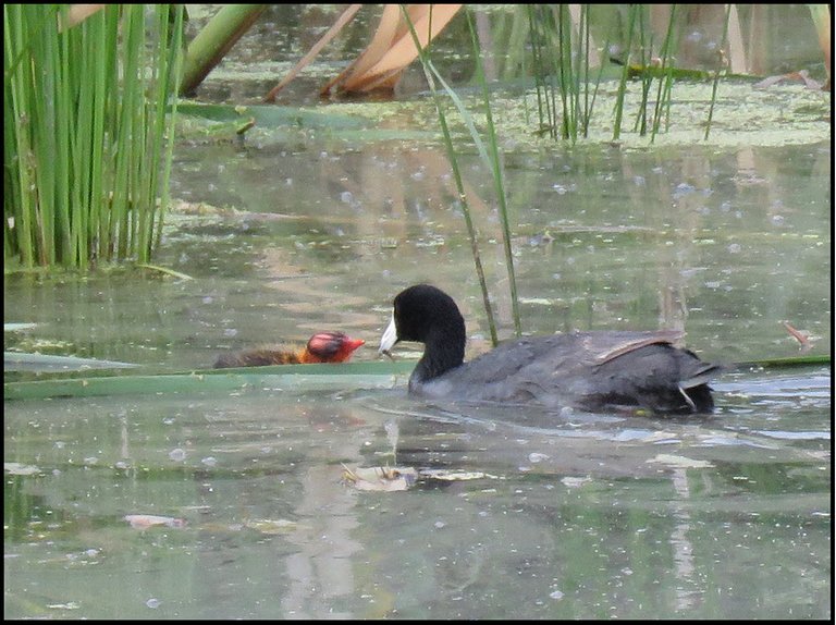 coot bringing food to its bald headed duckling.JPG