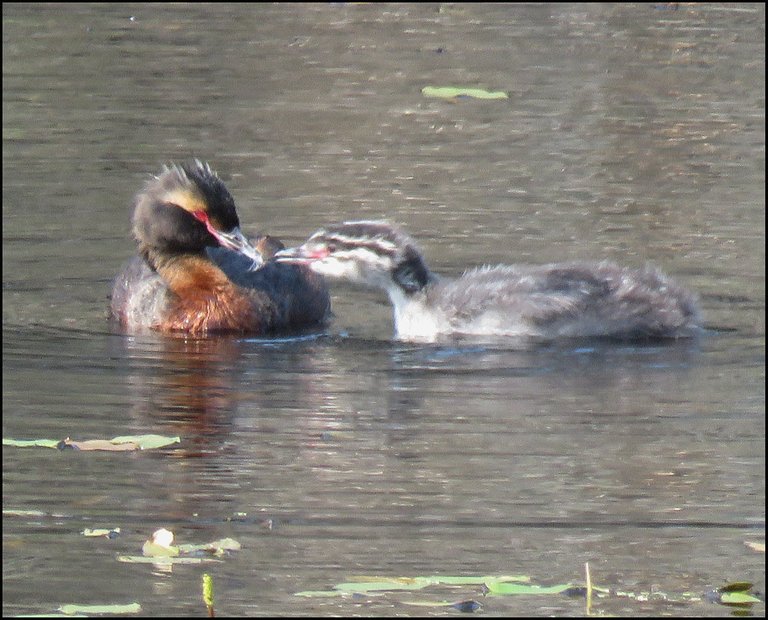 close up grebe feeding chick.JPG