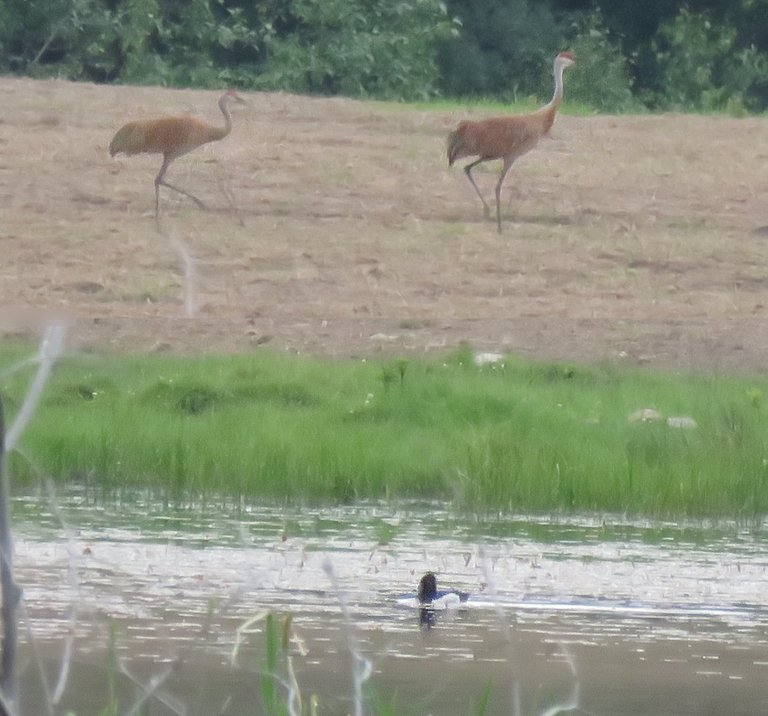 pair sandhill cranes walking through field by pond with duck.JPG