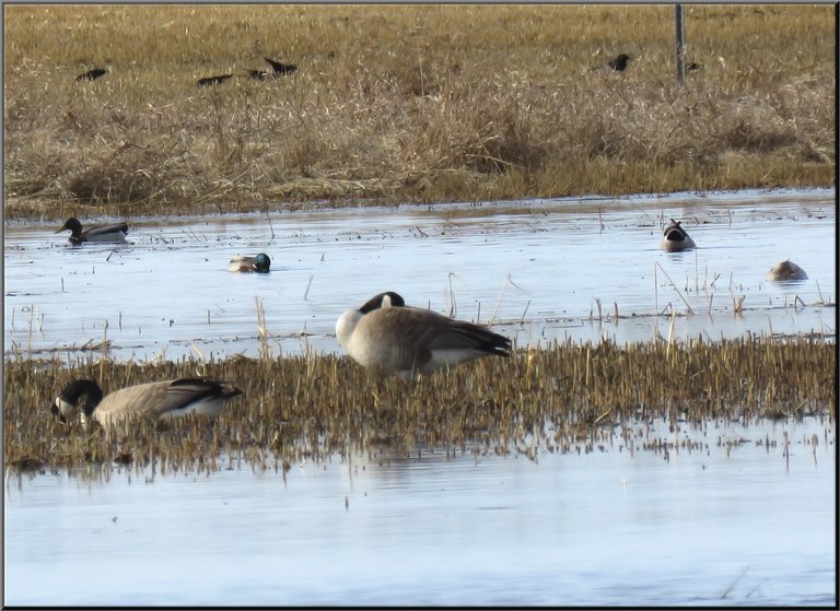 pair geese 1 resting 1 feeding mallard ducks feeding in water and ravens in field.JPG