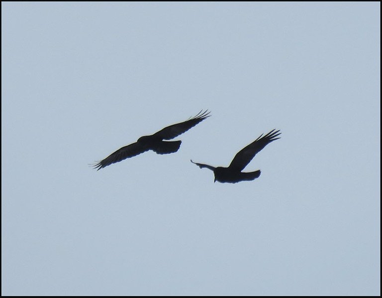 pair of ravens in flight.JPG
