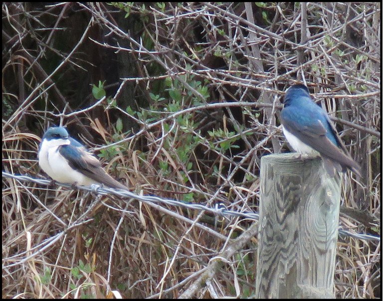 pair of swallows on fence wire.JPG