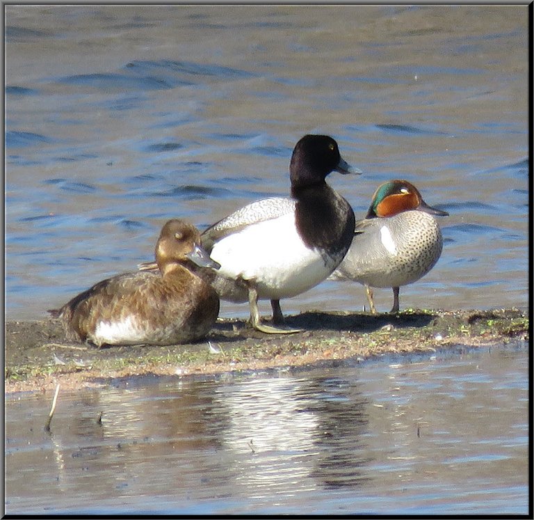 3 ducks resting on sandbar 1 possible woodduck 2 golden eye.JPG