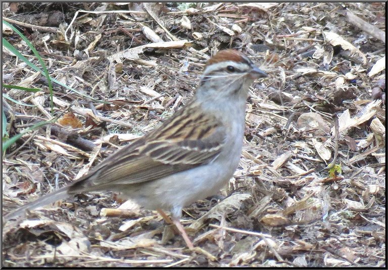 sparrow with fiber in beak.JPG