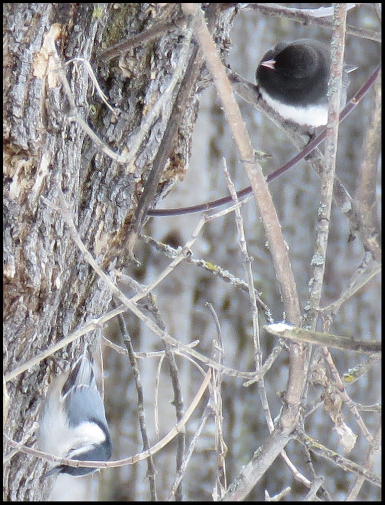 Junco checking out nuthatch.JPG