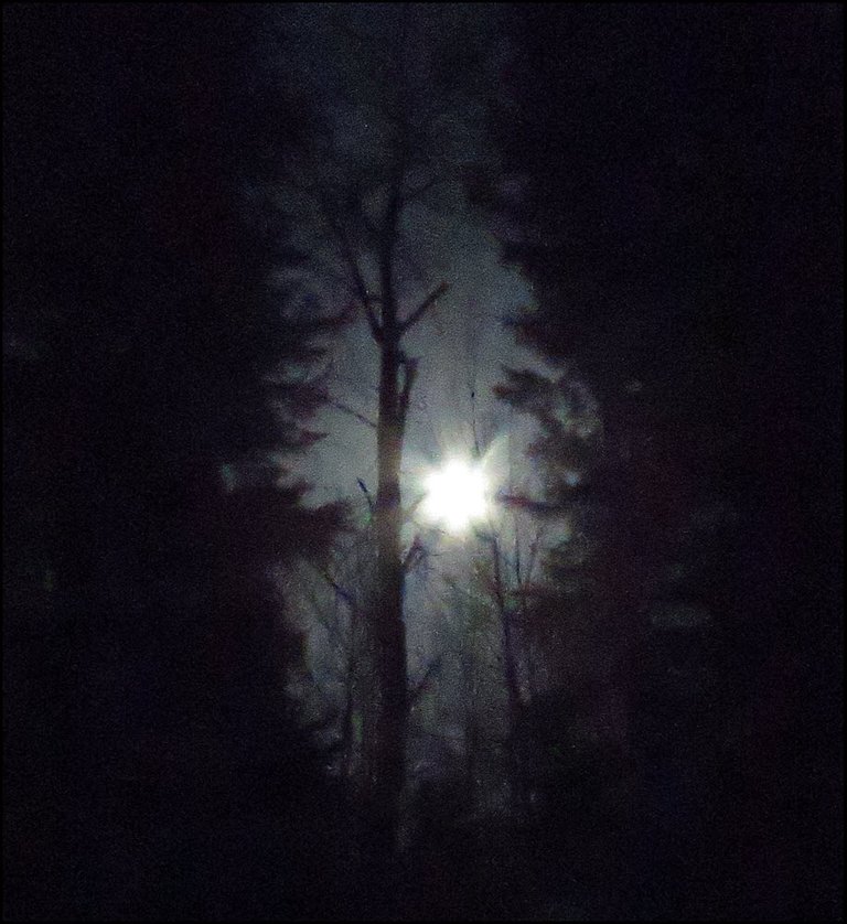 erie scene of full moon shing thru tree sihouettes.JPG
