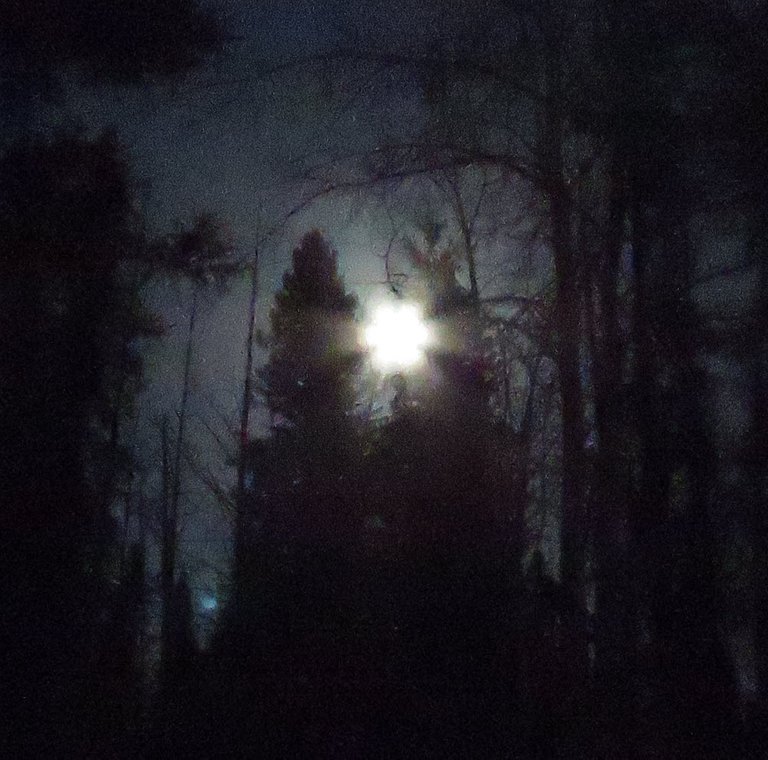 bright full moon shine thru spruce trees.JPG