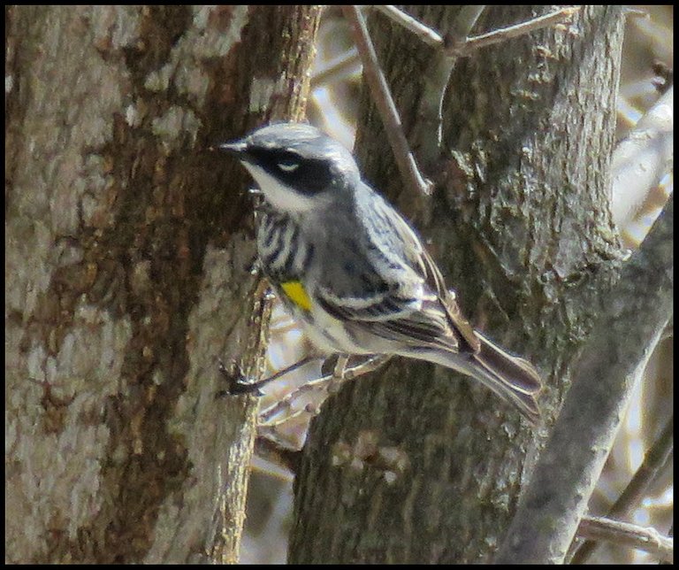 side view Yellow rumped Warbler.JPG