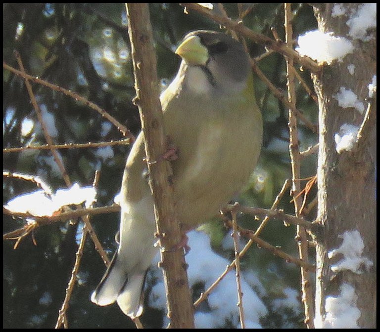 close up female evening grosbeak  some snow on branches.JPG