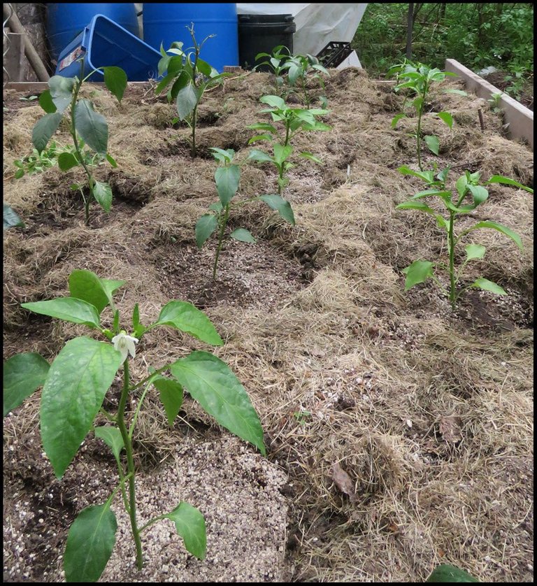 pepper plants in greenhouse.JPG