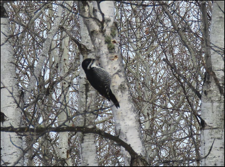 black backed woodpecker on poplar tree.JPG