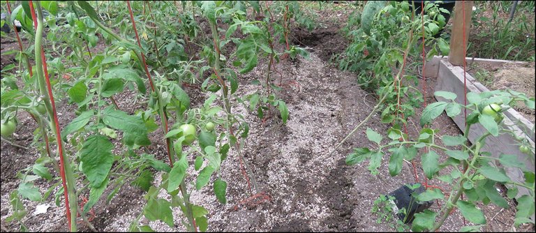 tomatoes starting to form in greenhouse plants.JPG