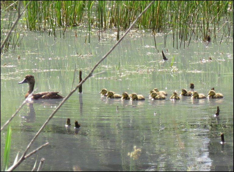 female canvasback duck with 11 ducklings swimming behind her.JPG