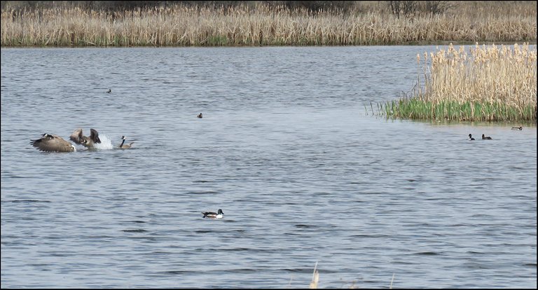 ducks and geese on pond 1 goose chasing another.JPG