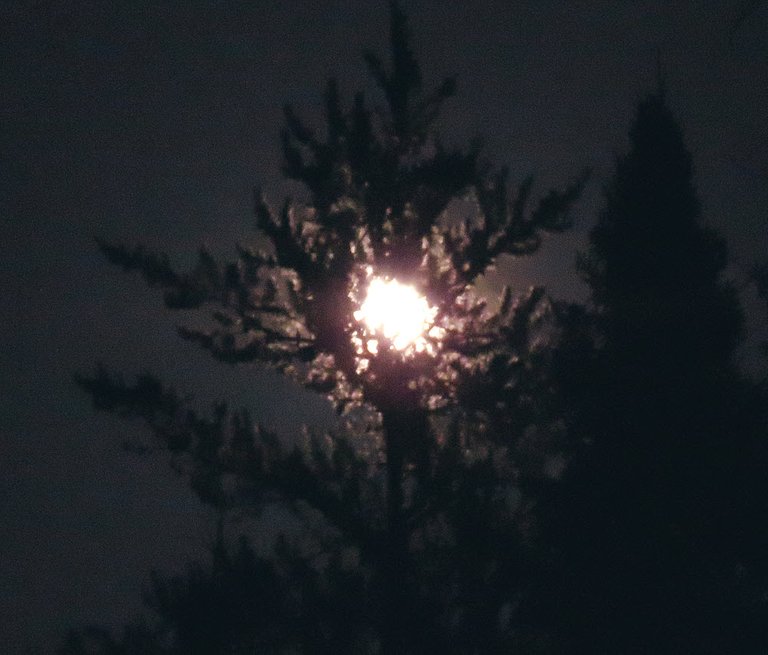 firey full moon shining behind spruce tree.JPG
