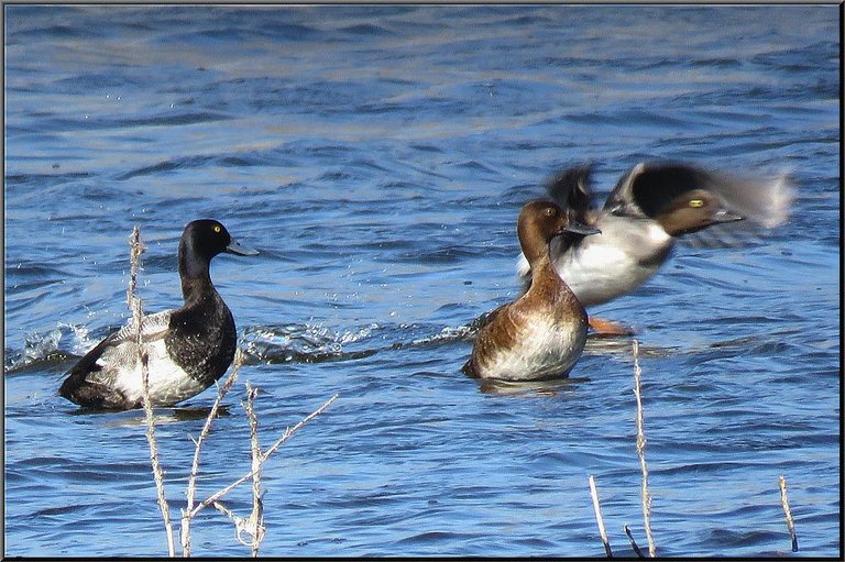 3 golden eye ducks standing in shallow water 1 taking off.JPG