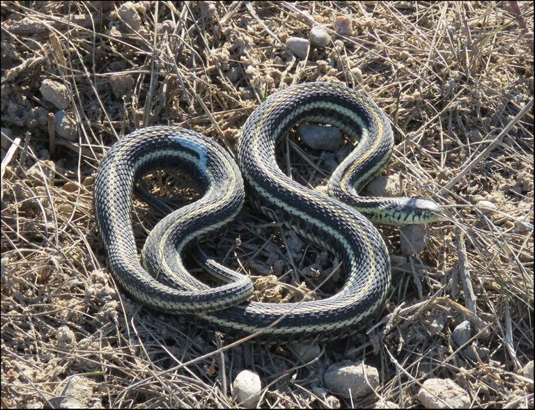 snake coiled up on gravel.JPG