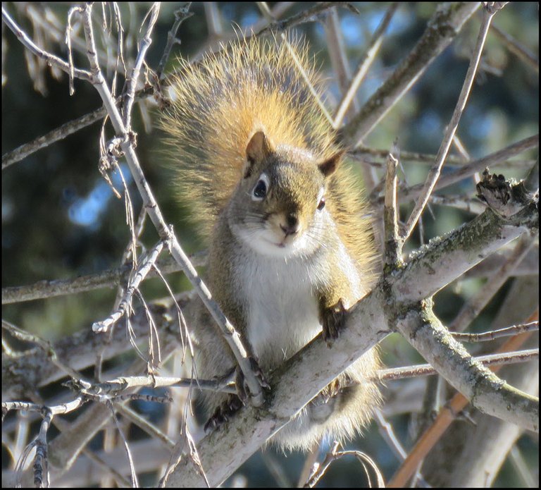 cute squirrel looking at me from maple tree.JPG