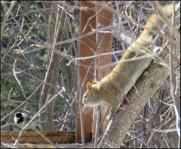 squirrel and chickadee by feeder looking at each other.JPG