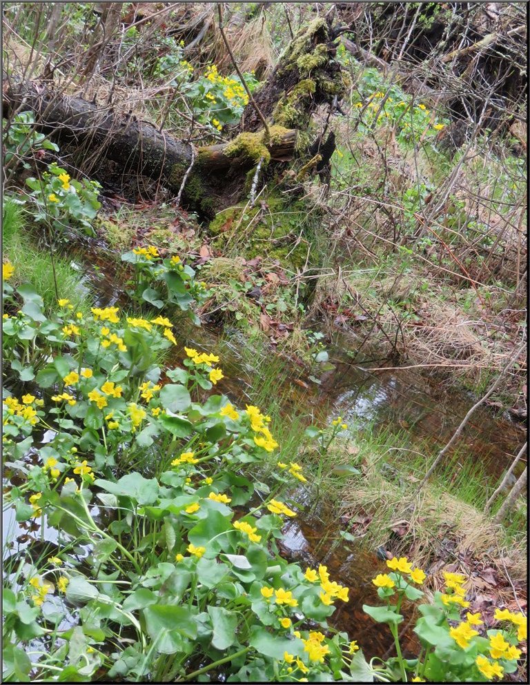 line of marsh marigolds leading to mossy stump.JPG